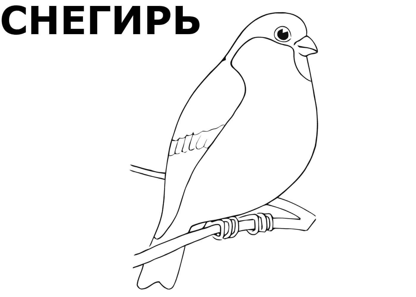 птицы зимой - раскраска №12036