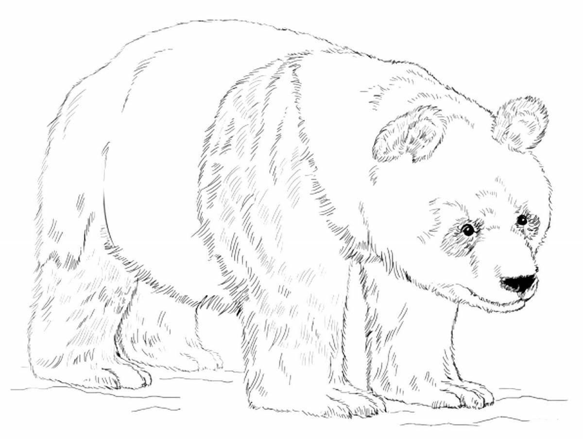 Раскраска Бурый медведь - распечатать бесплатно