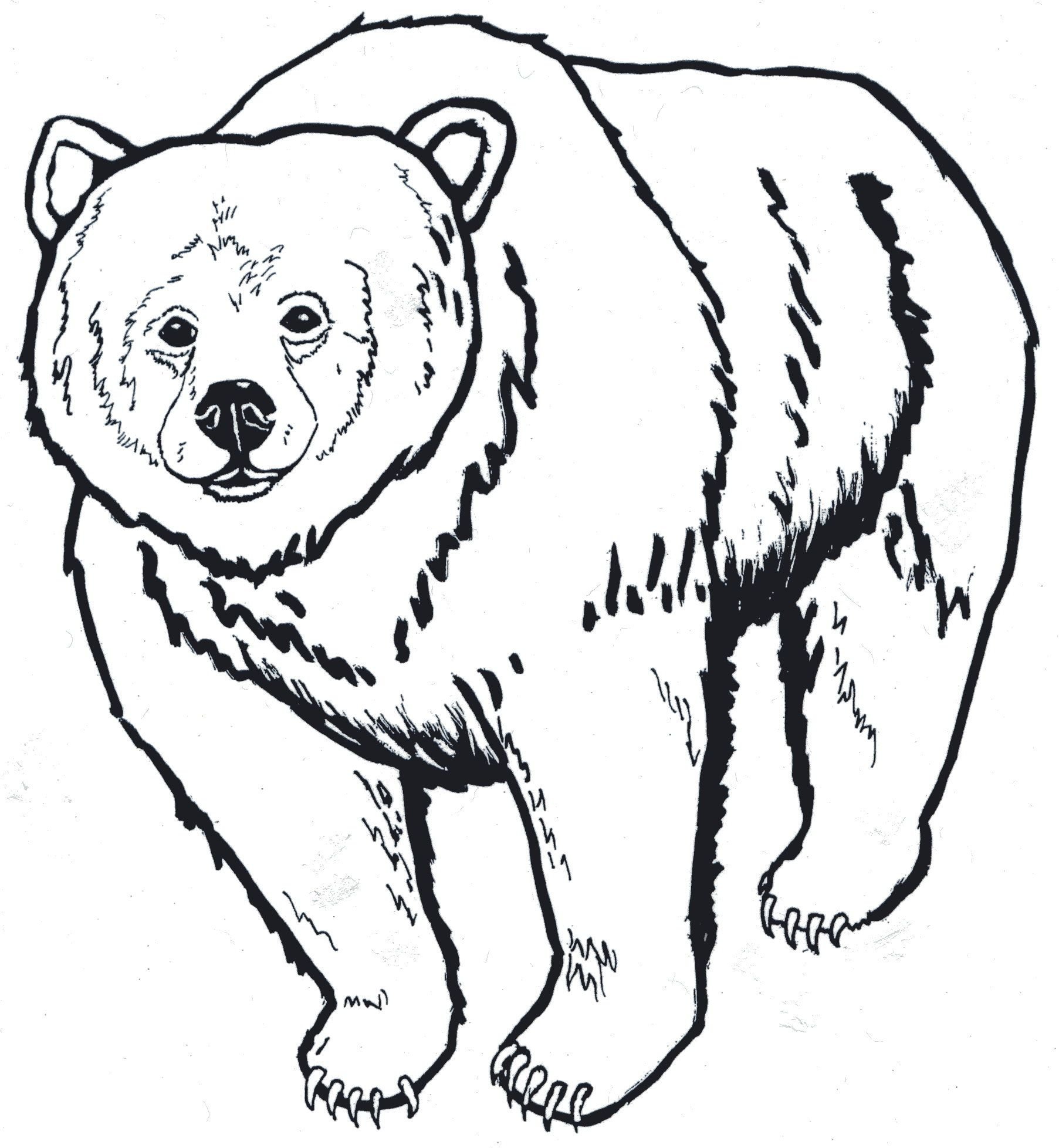 Распечатка медведя. Очковый медведь раскраска. Медведь рисунок. Раскраска. Медвежонок. Медведь рисунок карандашом.
