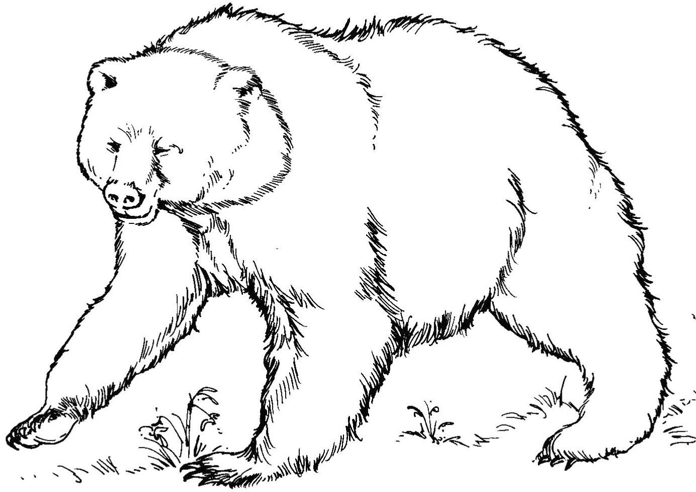 Медведи Раскраски для детей
