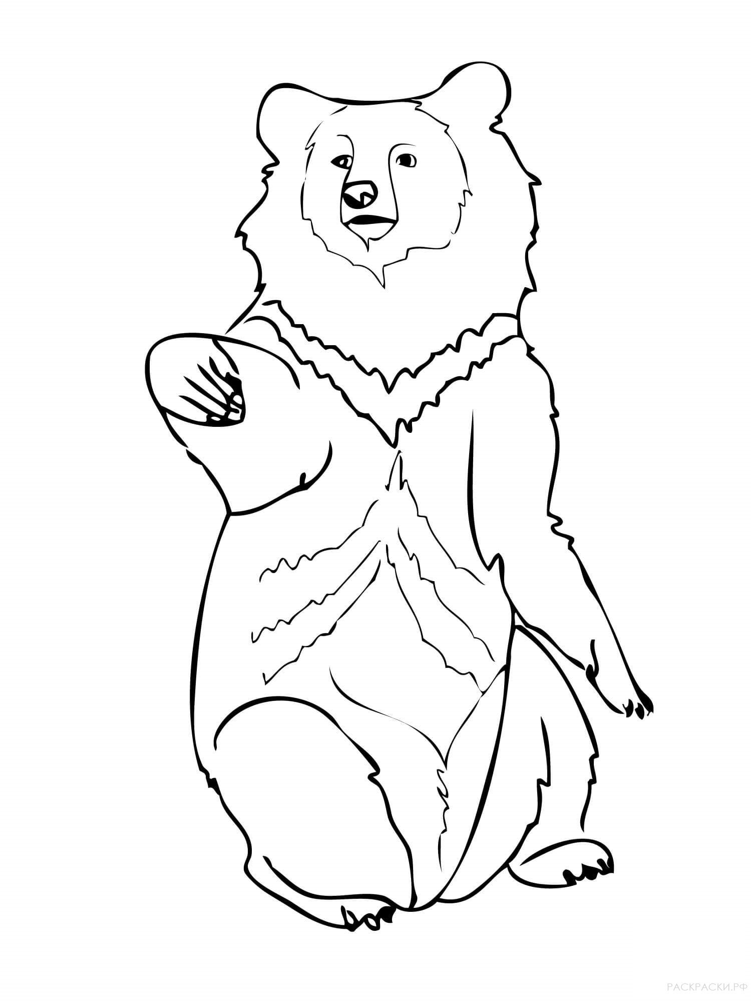 Медведь рисунок раскраска - 78 фото