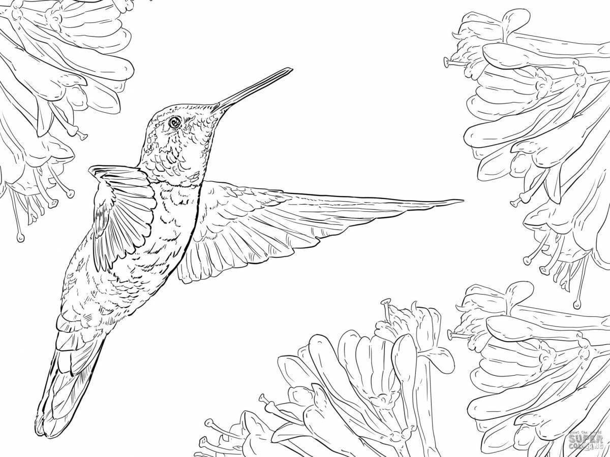 Раскраски детей, Раскраска колибри для детей колибри.