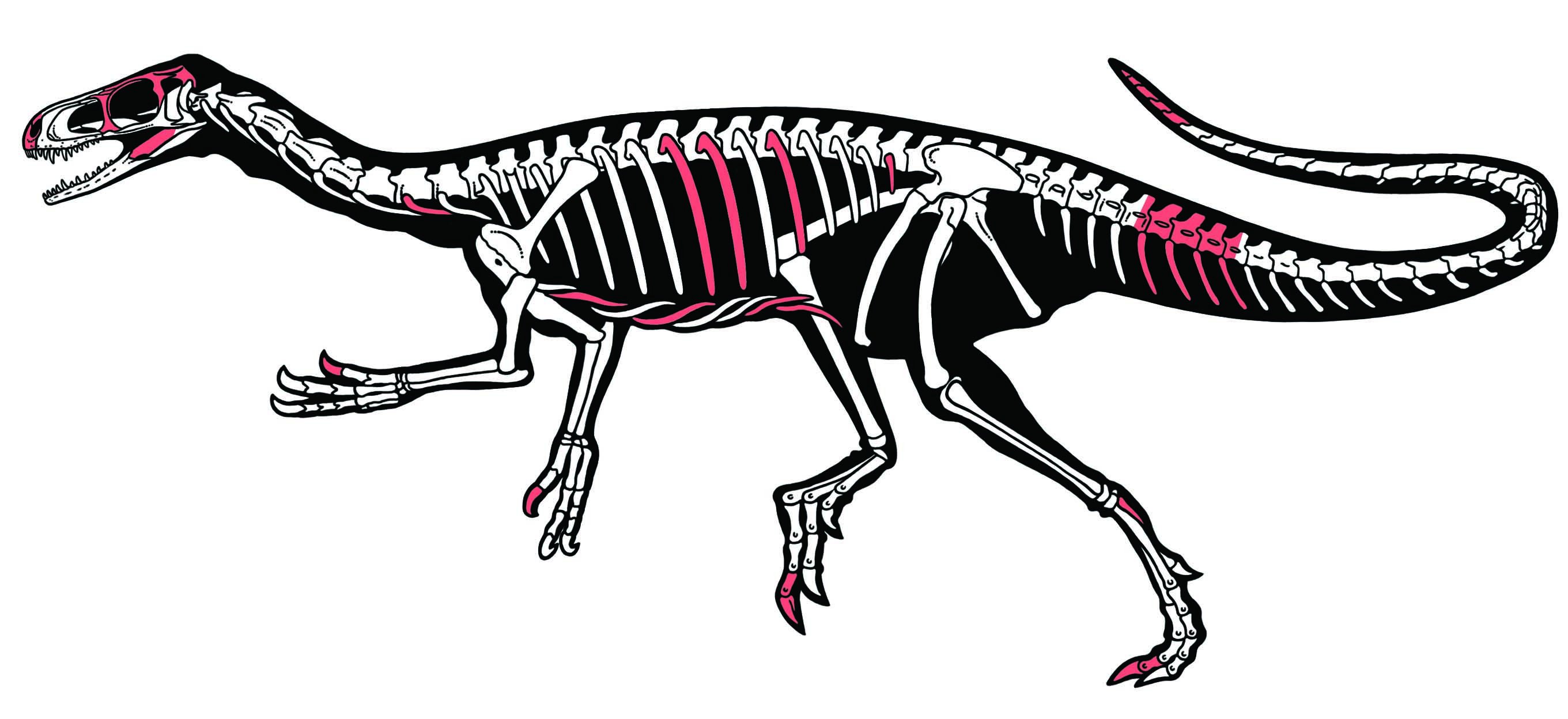 Раскраска Скелет динозавра археоптерикса