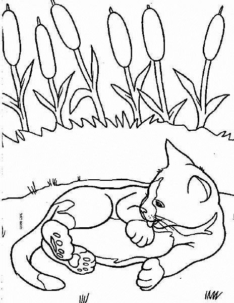 Раскраска котята на природе