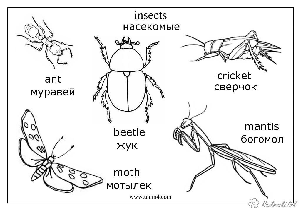 Рисунки насекомых для детей - 70 фото