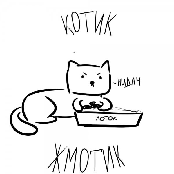 Котик синоптик