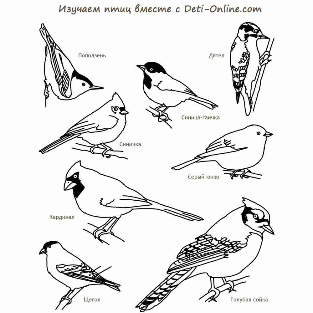 Картинки птиц с названиями окружающий мир (69 фото)