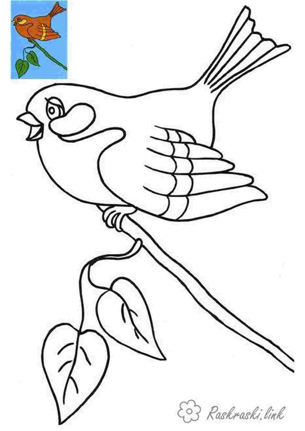 Картины (раскраски) по номерам «Птицы» от «Ай-па»