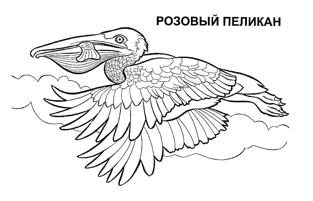 Раскраска Пеликан и рыбка - распечатать бесплатно