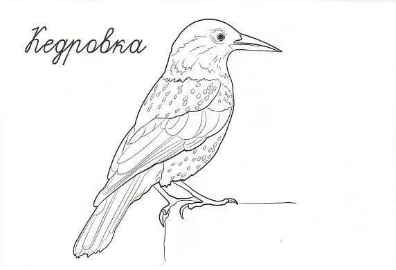 Кедровка птица раскраска