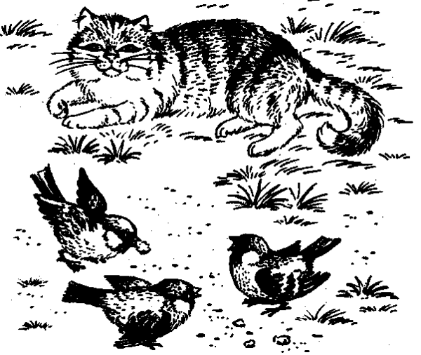 Воробушки и кот
