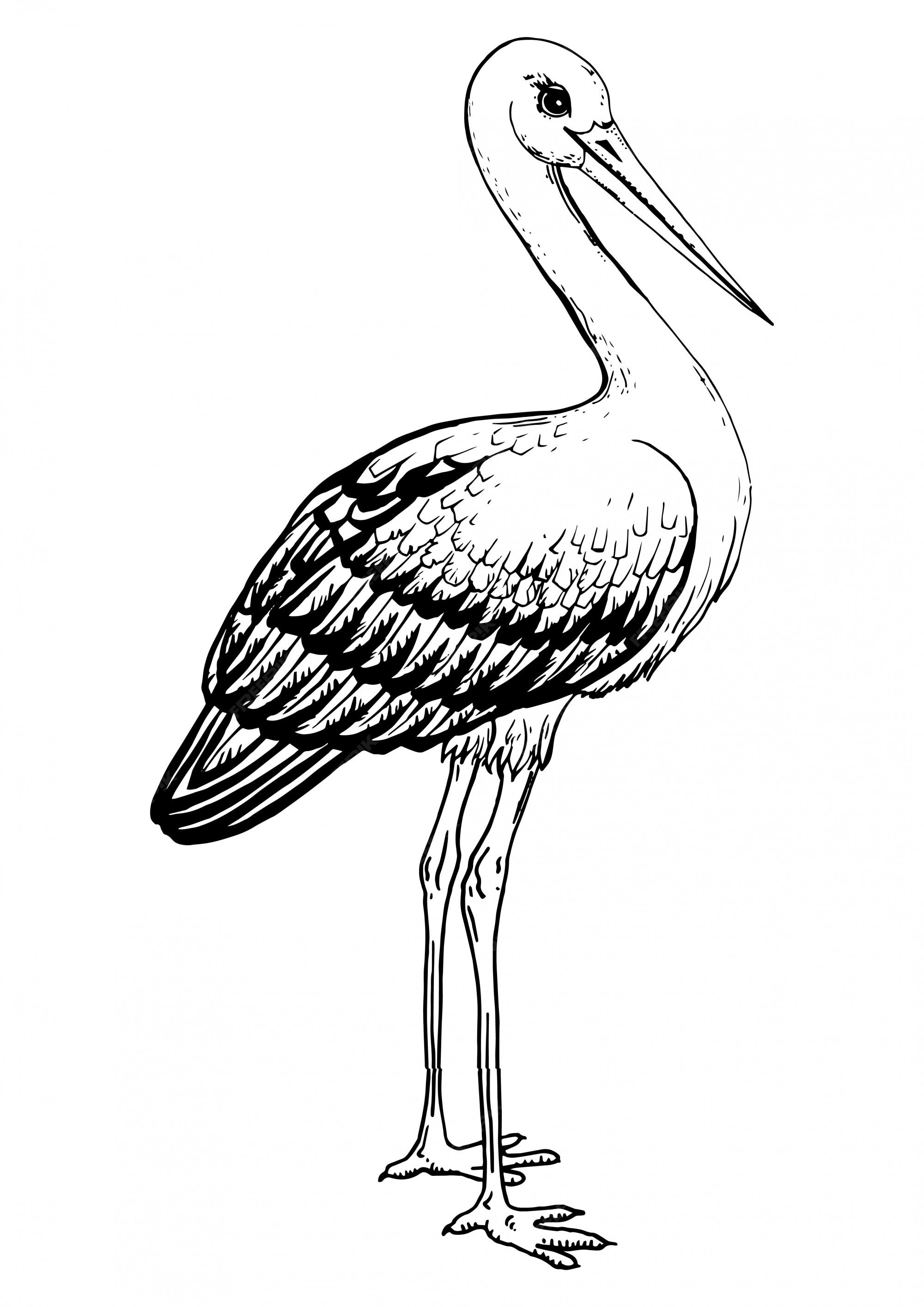Раскраска Аист | Раскраски птиц. Картинки птиц, рисунки птиц