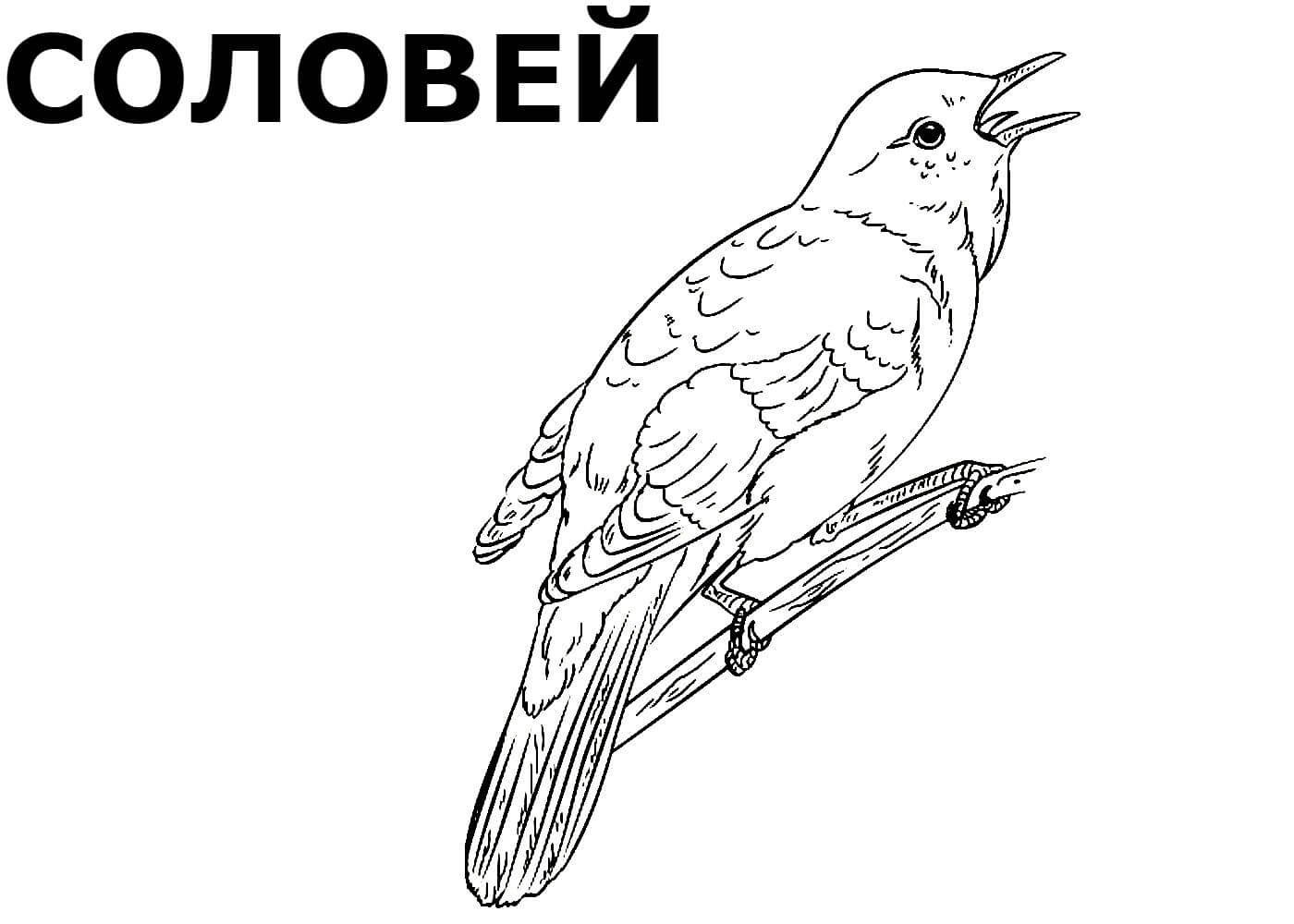Птицы Беларуси | Фотоэнциклопедия Беларуси