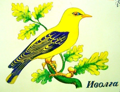 Иволга птица раскраска
