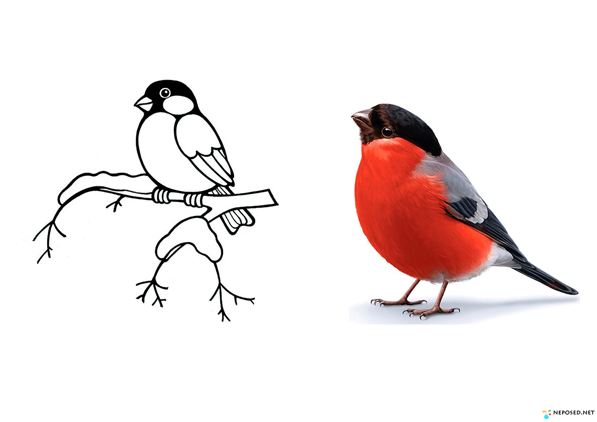 Раскраска Птица Снегирь