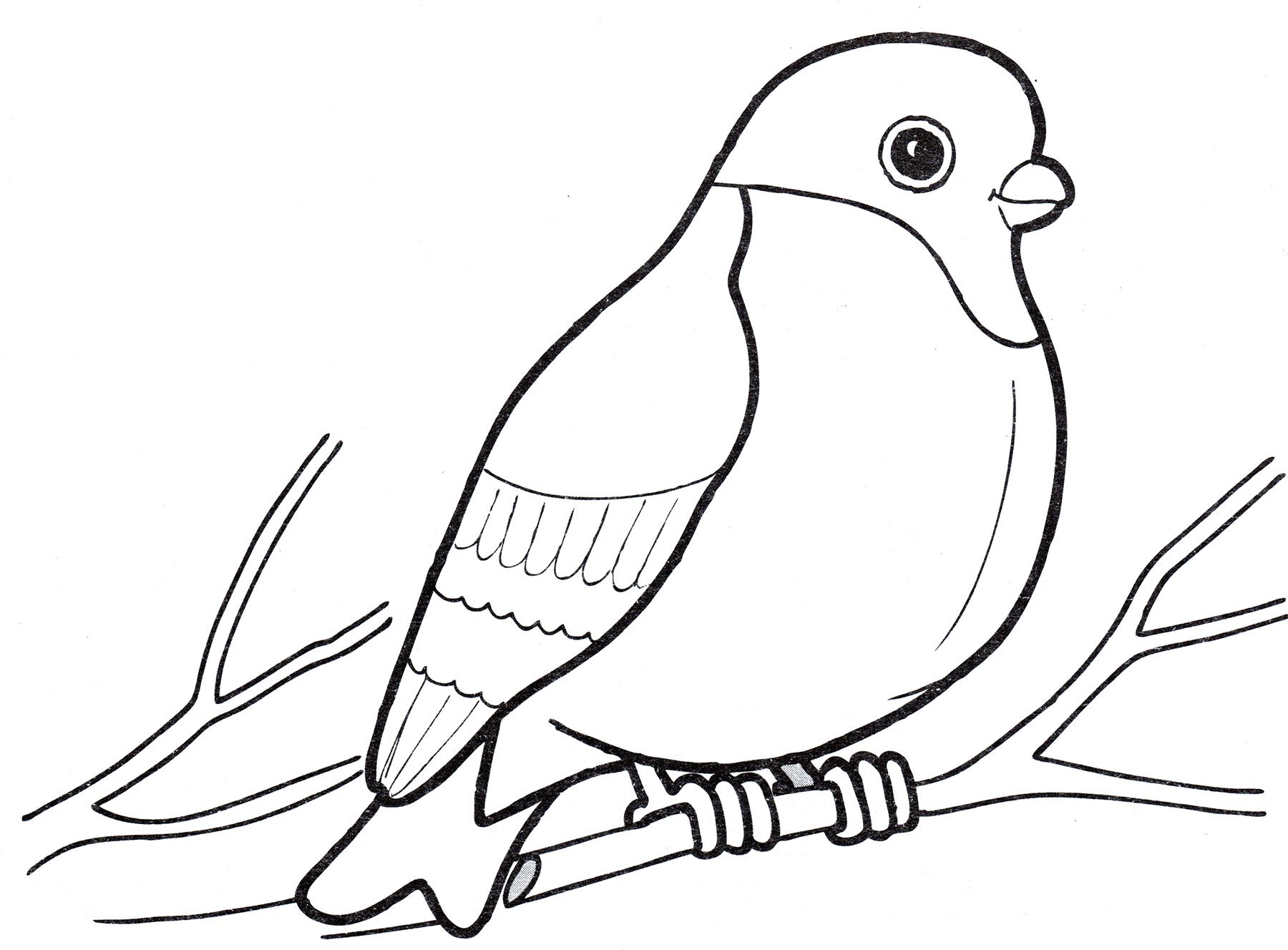 Раскраска птицы Снегири на ветке рябины для детей распечатать бесплатно