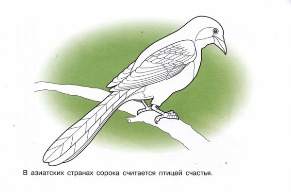 Птицы. Раскраска