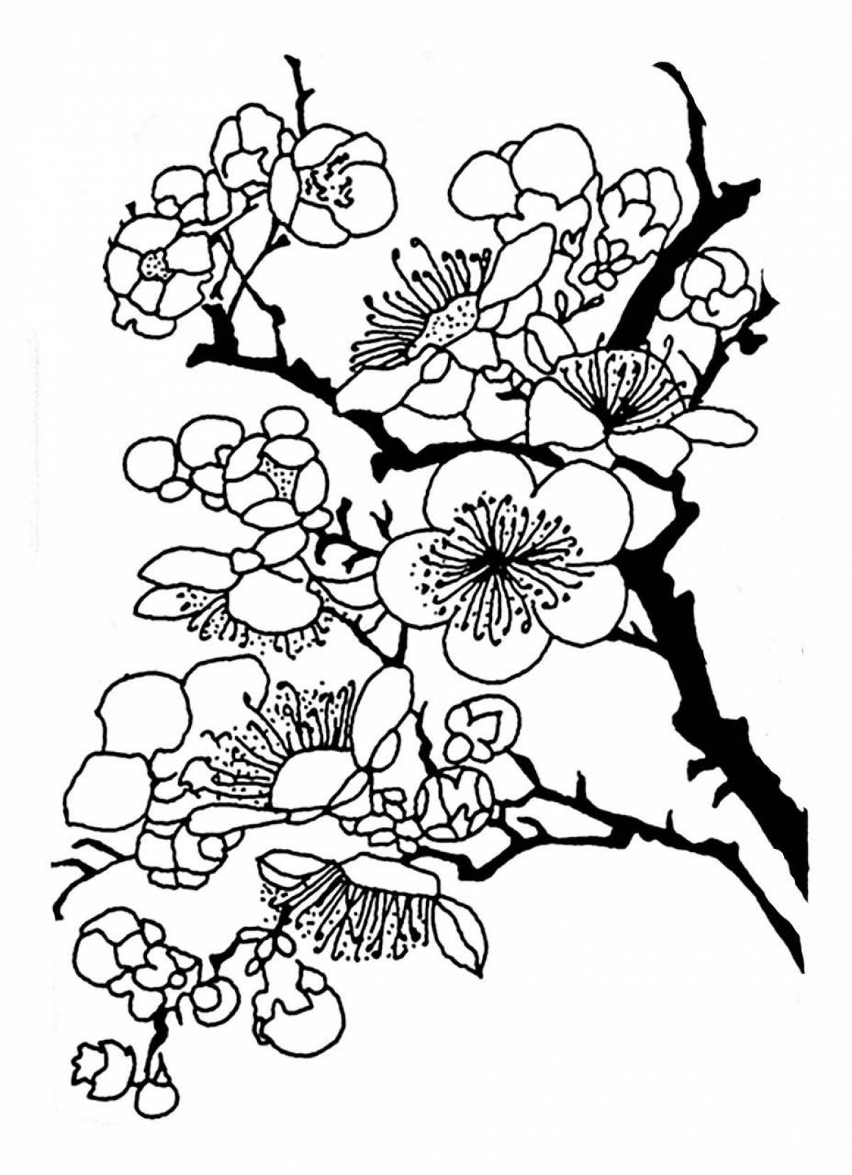 Раскраска Сакура с цветущими цветами распечатать или скачать