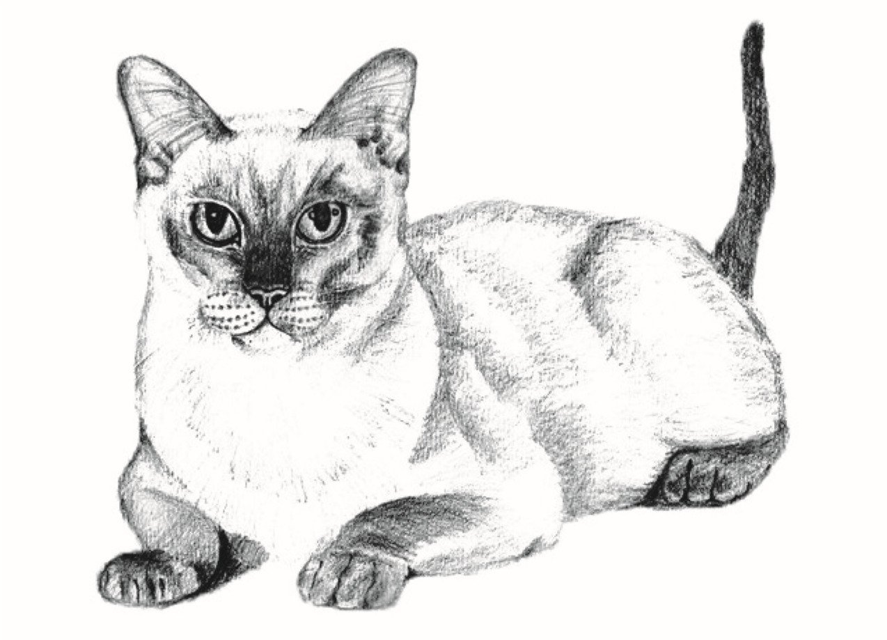 MR-Q1278 Раскраска по номерам Сиамские кошки худ. Галла Абдель Фаттах