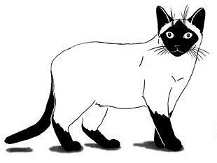 Сиамская кошка раскраска