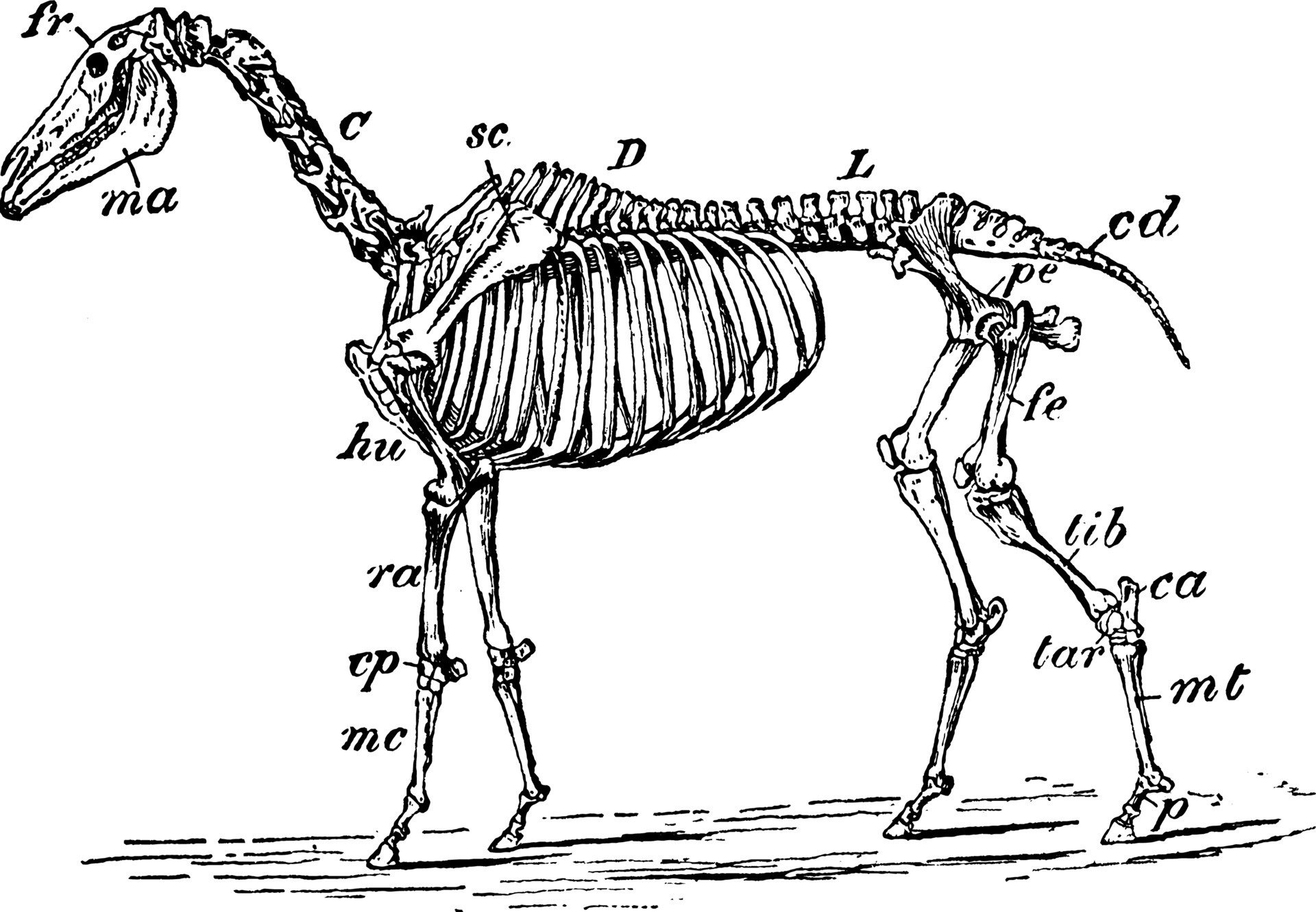 Скелет хвоста. Скелет лошади спереди. Скелет лошади в прыжке. Конь скелет арт. Скелет лошади в профиль.
