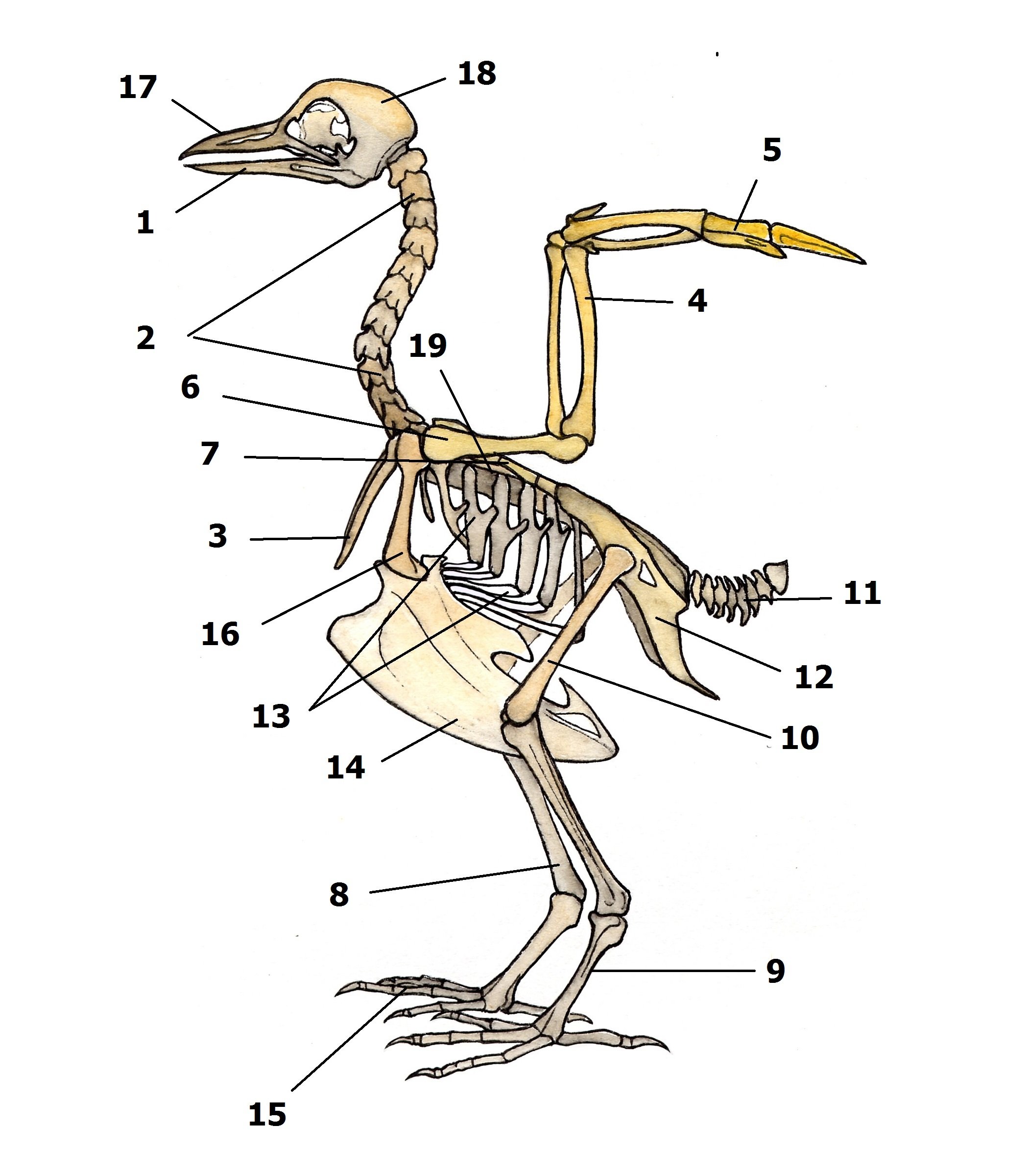 Внутреннее строение птиц скелет