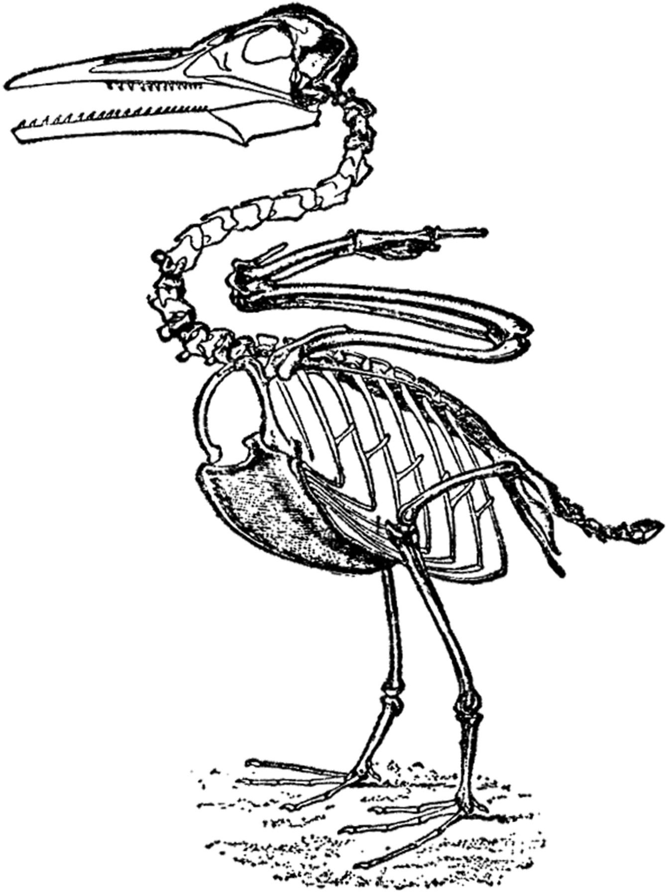 Исследование особенностей скелета птицы лабораторная работа 8