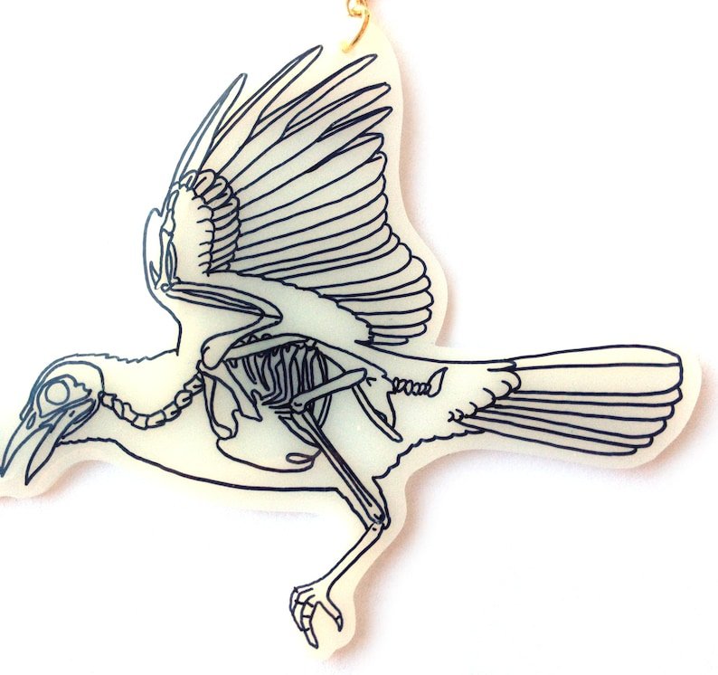 Скелет птицы легко. Скелет птицы спереди. Скелет голубя. Чайка скелет. Строение скелета голубя.