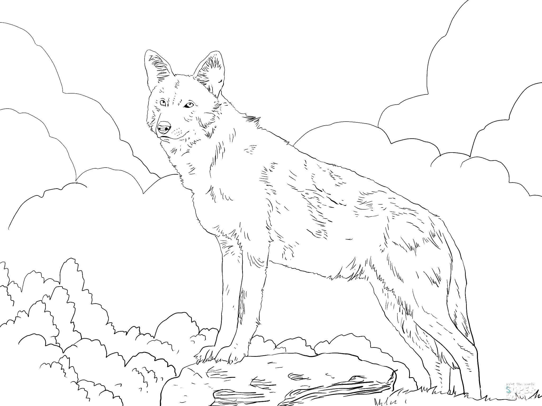 Красные волки (орочская сказка)
