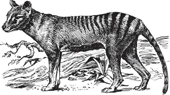 Тасманийский Сумеречный волк
