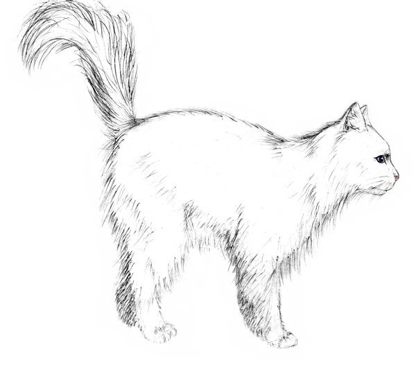 Пушистая кошка