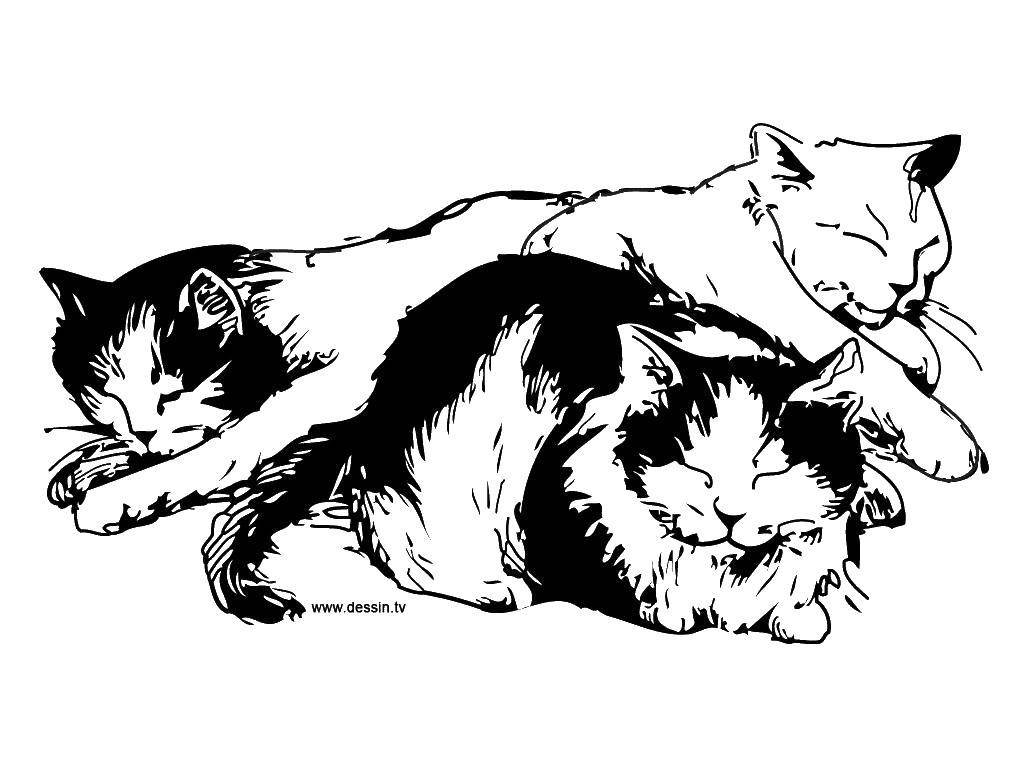 3 котенка спать. Кошки. Раскраска. Кошка рисунок. Раскраска. Котики.