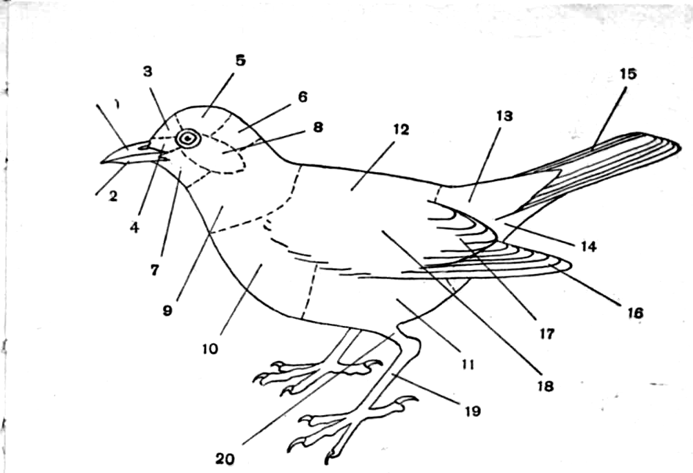 Назови части птицы. Схема внешнего строения птицы. Части тела птицы. Строение тела птицы. Наружное строение птицы.