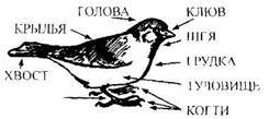 Строение тела птицы воробья