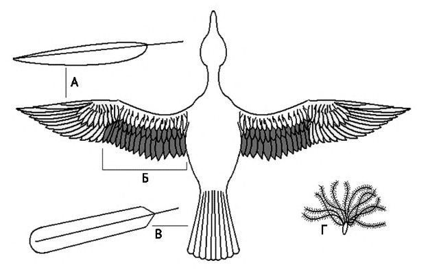 Расположение перьев у птиц. Форма крыла птицы. Летающая птица анатомия. Строение тела птицы.