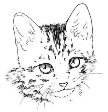 Раскраски котики реалистичные