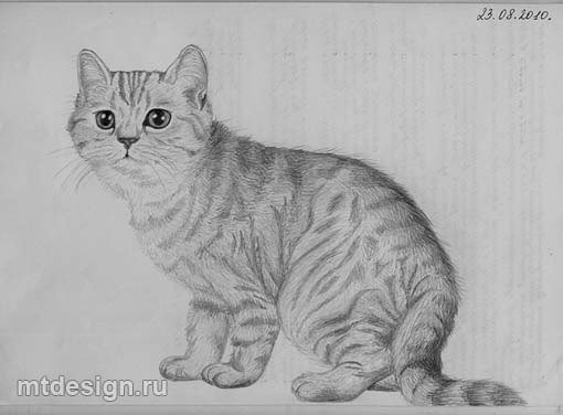 Шотландская кошка рисунок карандашом