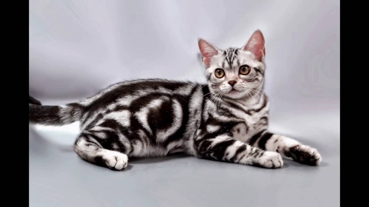 Купить американскую кошку. Американская короткошерстная котенок. Американская короткошерстная биколор. American Shorthair кошка. 1. Американская короткошерстная.