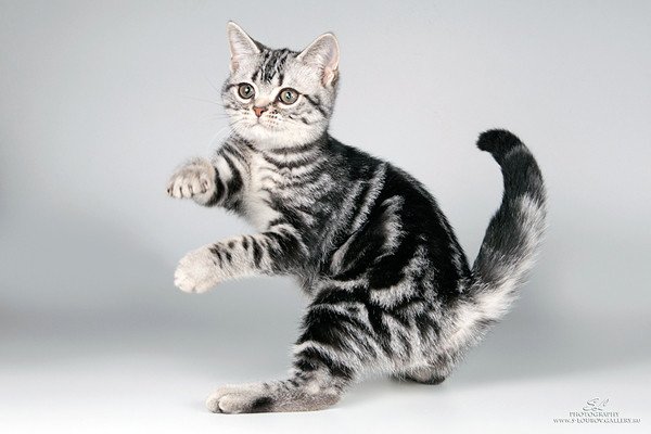 Американский короткошерстный котенок 3 месяца
