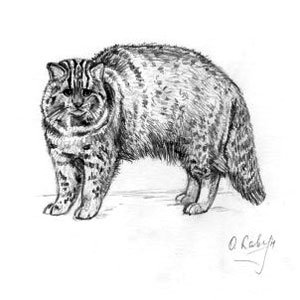 Амурский Лесной кот рисование