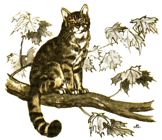 Лесной кот