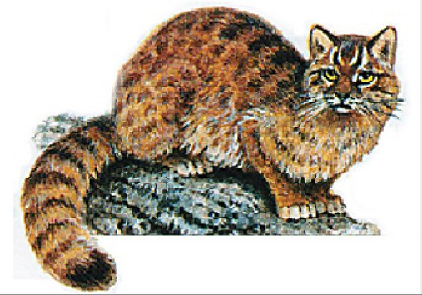 Амурский Лесной кот рисование