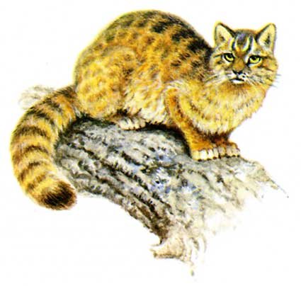 Амурский Лесной кот на белом фоне