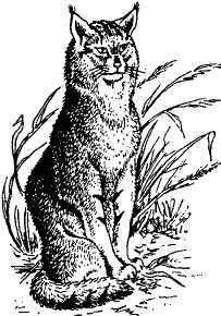 Лесной кот