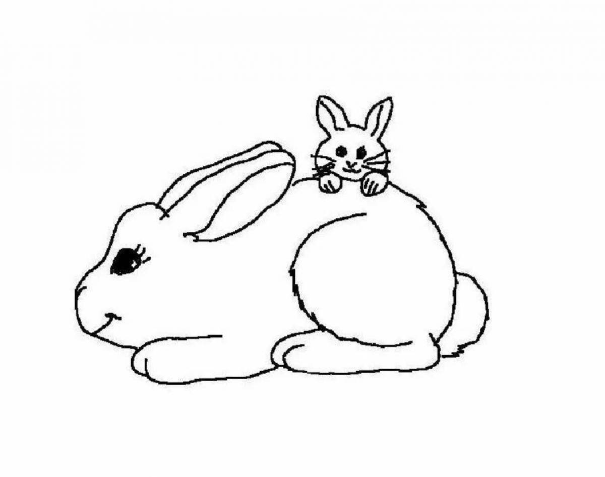 Раскраски кролика, Раскраска Рисунок кролика домашние животные.