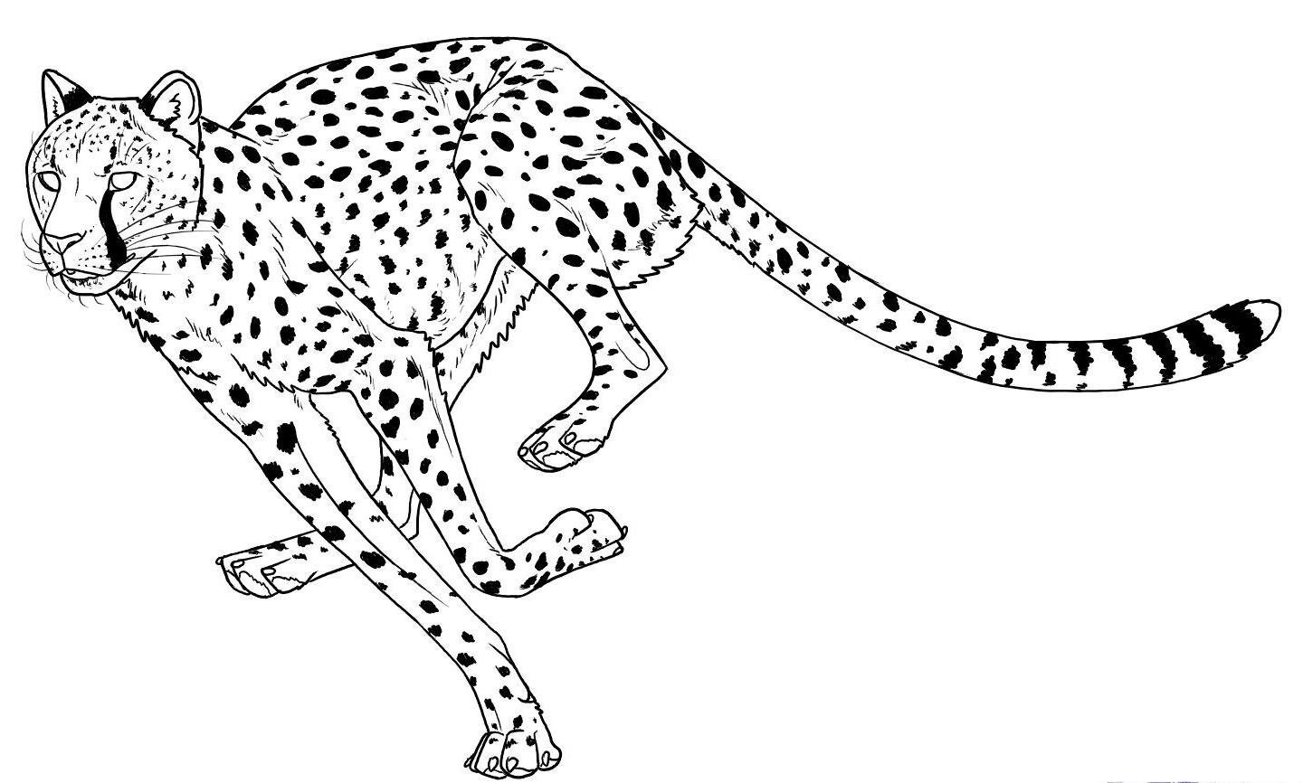 Раскраски Леопарды - распечатать бесплатно