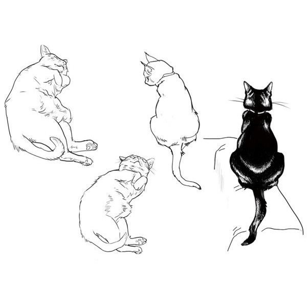Кот сзади рисунок