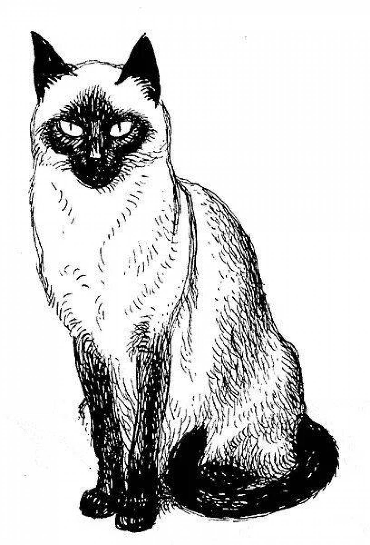 Сиамский кот раскраска - 72 фото
