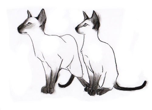 Сиамская кошка карандашом