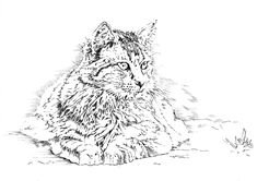 Европейская Лесная кошка раскраска